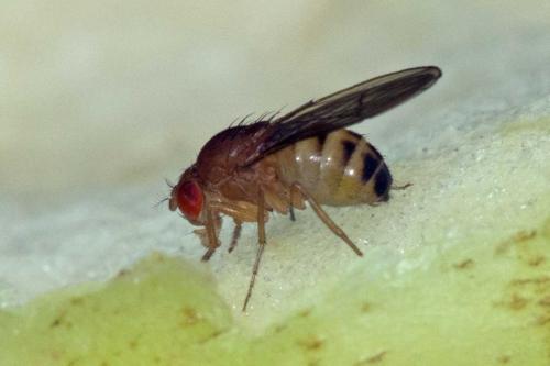 Réf. 130 197 : Drosophila histrio