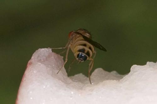 Drosophila histrio