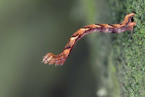 Réf. 130 272 : Cyclophora sp.