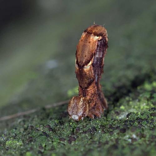 Réf. 130 273 : Cyclophora sp.
