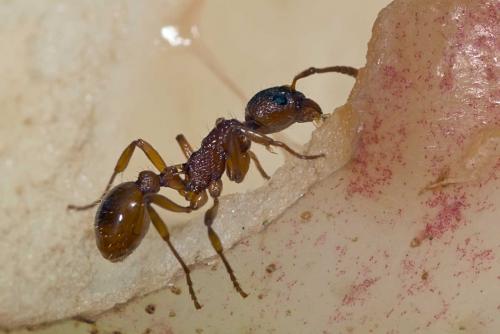 Myrmica sabuleti