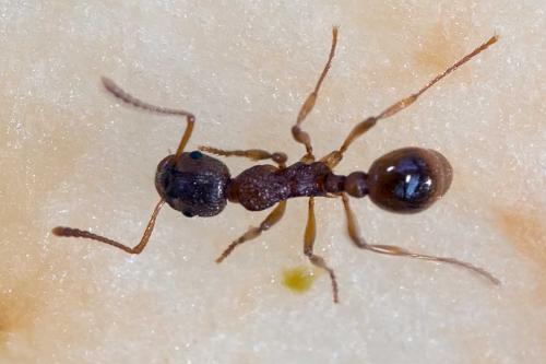 Myrmica sabuleti