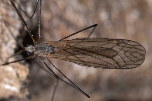 Réf. 130 331 : Tipula pagana