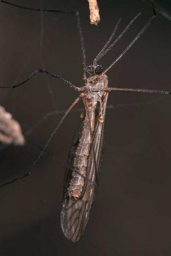 Réf. 130 330 : Tipula pagana