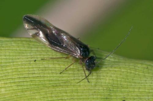 Caecilius fuscopterus