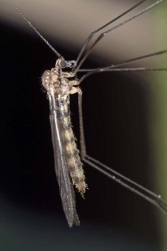 Trichocera annulata