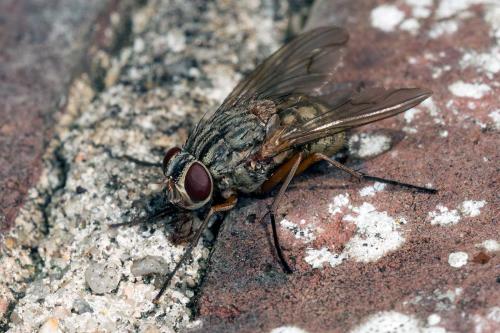 Réf. 130 774 : Phaonia valida
