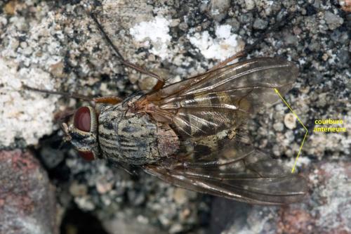 Phaonia valida