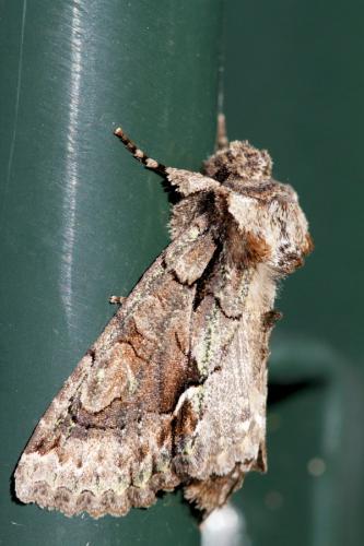 Allophyes oxyacanthae