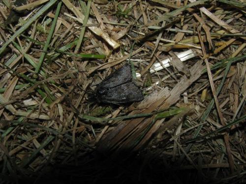 Réf. 130 013 : Metaxmeste phrygialis