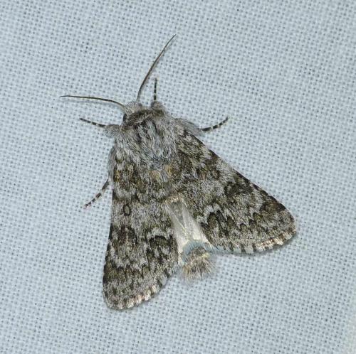 Réf. 130 279 : Acronicta euphorbiae