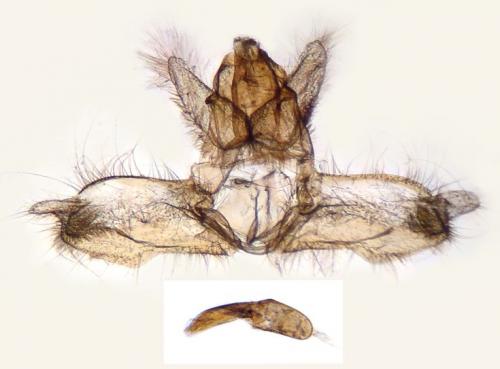Acleris sparsana