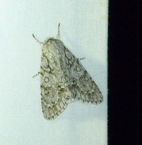 Réf. 130 312 : Acronicta aceris