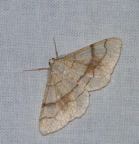 Adactylotis contaminaria