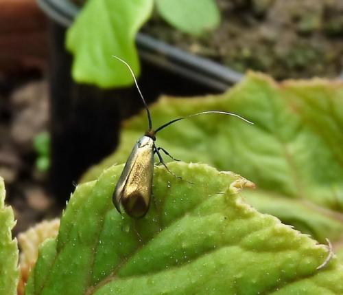 Réf. 130 077 : Adela reaumurella