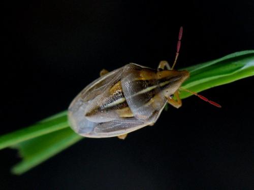 Réf. 130 338 : Aelia rostrata rostrata