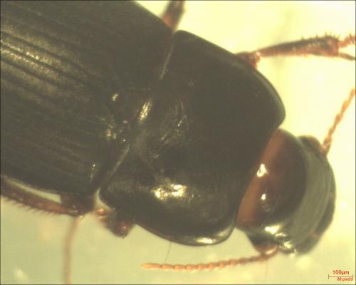 Harpalus sp.