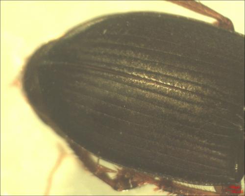 Réf. 130 763 : Harpalus sp.