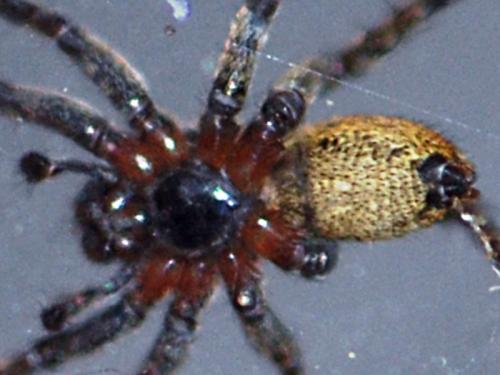 Alopecosa albofasciata