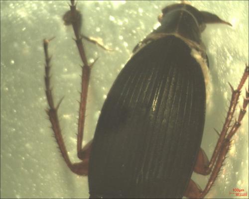 Réf. 130 752 : Calathus fuscipes