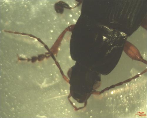 Calathus fuscipes
