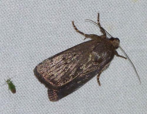 Réf. 130 281 : Amphipyra tragopoginis