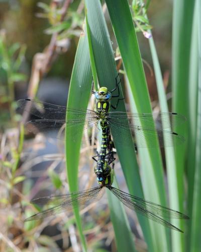 Aeshna cyanea