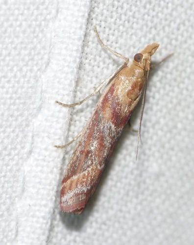Ancylosis cinnamomella