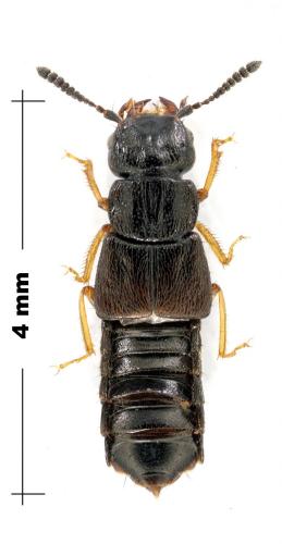 Réf. 130 962 : Anotylus sp.