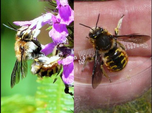 Anthidium manicatum