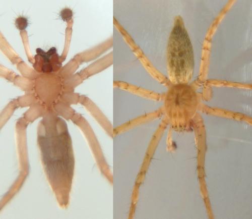 Anyphaena numida