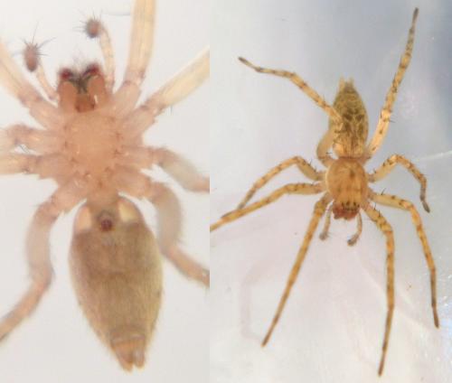 Réf. 130 973 : Anyphaena numida