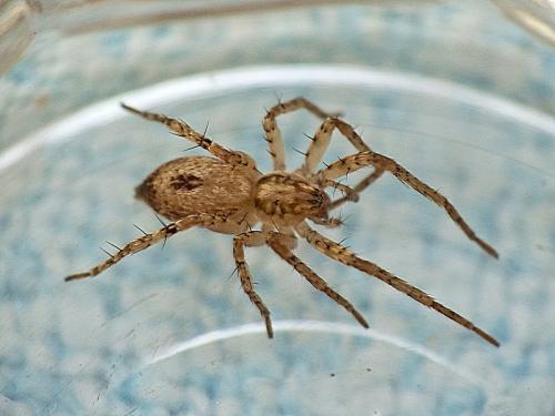 Anyphaena accentuata