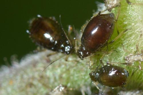 Brachycaudus sp.