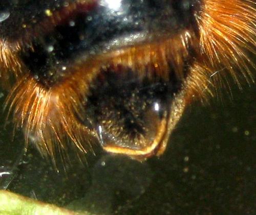 Réf. 130 155 : Bombus rupestris