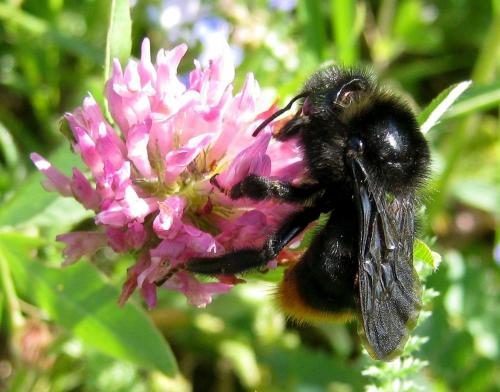 Bombus rupestris