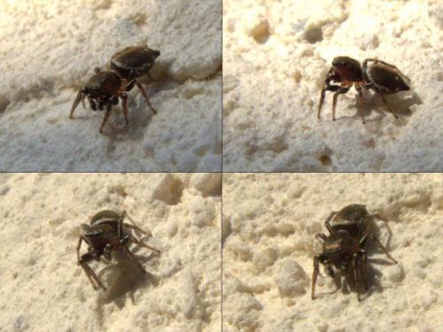 Heliophanus tribulosus