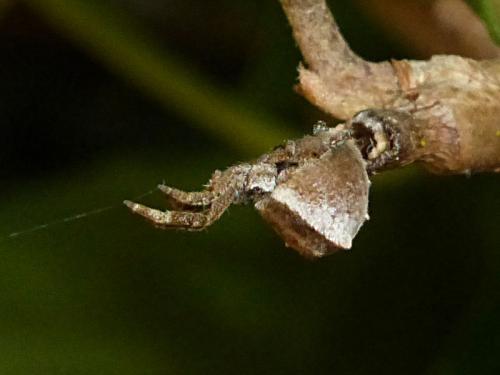 Hyptiotes sp.