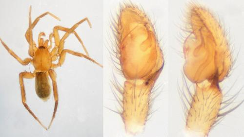 Agraecina lineata
