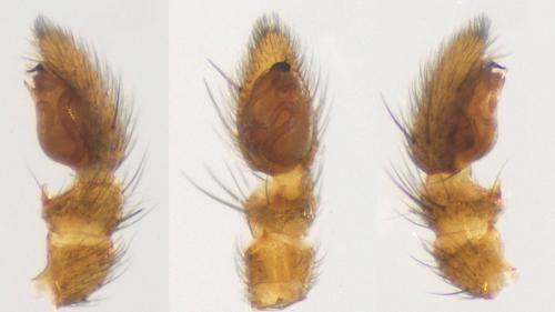 Réf. 130 328 : Thanatus striatus