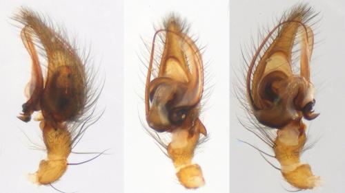 Eratigena picta