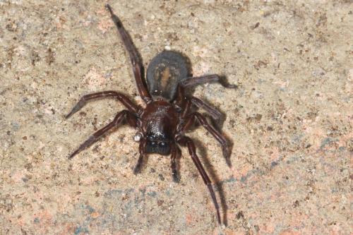 Réf. 130 580 : Amaurobius ferox