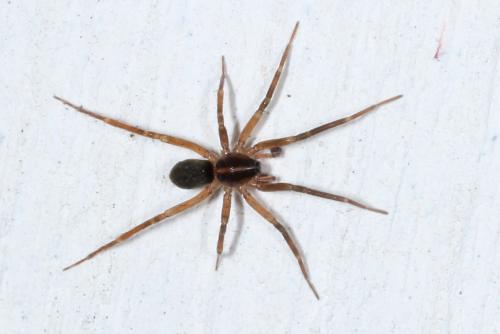 Scotina celans