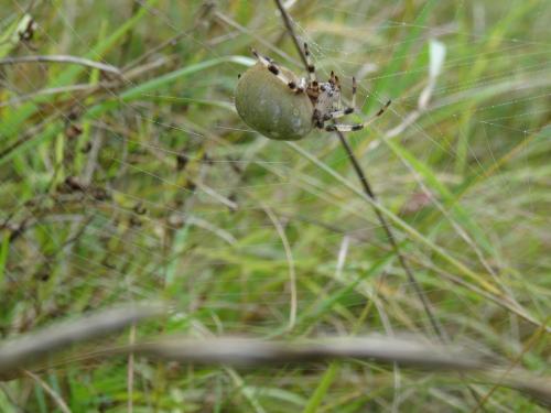 Araneus quadratus