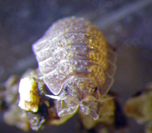 Réf. 130 733 : Armadilloniscus ellipticus