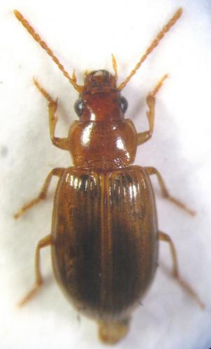 Réf. 130 106 : Bradycellus brevitarsis