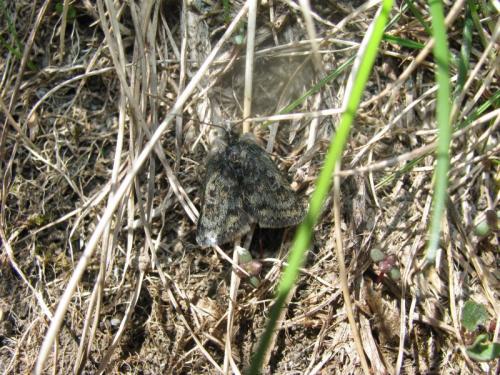 Réf. 130 018 : Metaxmeste phrygialis