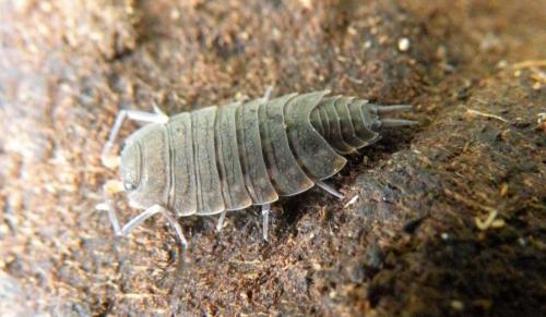 Réf. 130 933 : Orthometopon planum