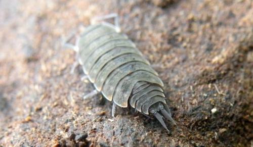 Réf. 130 935 : Orthometopon planum