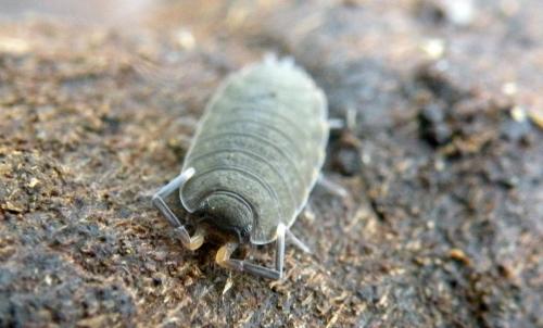 Orthometopon planum